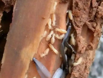 汤阴白蚁防治公司分享老旧房屋白蚁专项防护，解决老房虫害反复难题